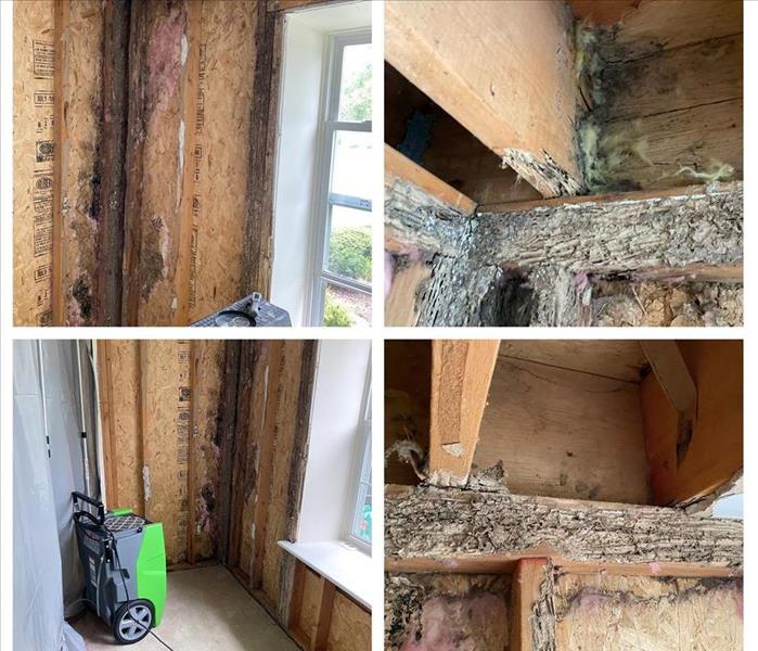 Termite damage near me, termite inspection, Pest Control,