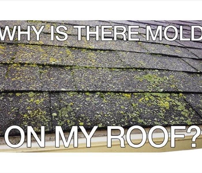 Roof Damage in NJ, Prevent Roof Algae, Moss, and Lichens, water damage restoration in NJ, water damage in NJ