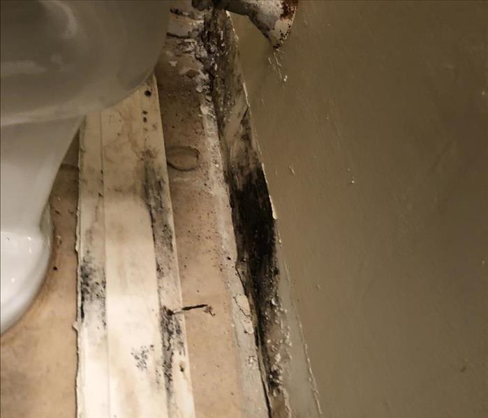 Humidity and Bathroom Mold in NJ, Bathroom Mold in NJ, Bathroom drywall mold in NJ