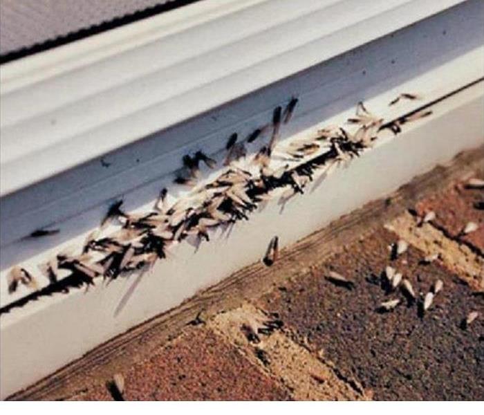 Termites Love Water Damaged Wood, Termite damage in NJ