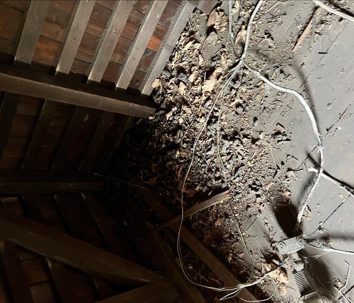 Raccoon droppings in an exterior loft. 