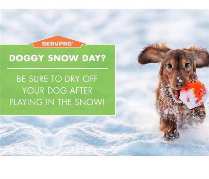 Pets and Snow and Salt safety