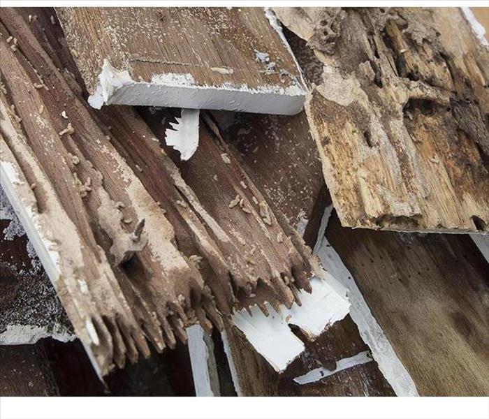Termite damage from Water damage, Termites, Termite fogger
