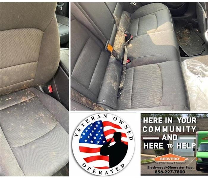 Mold remediation near me, Mold removal near me, Vehicle Mold